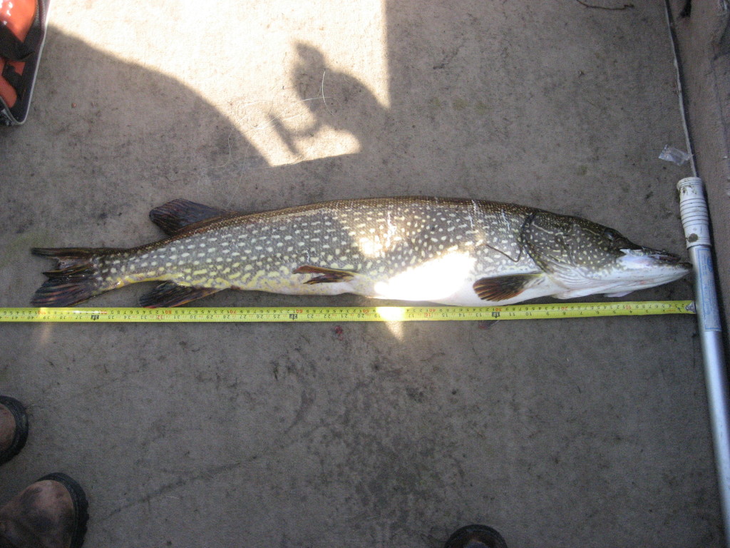 Pike Fishing