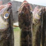 hanging fish